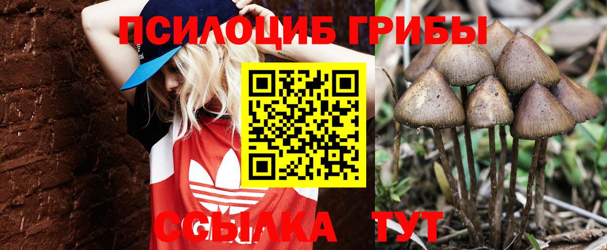 Псилоцибиновые грибы MAGIC MUSHROOMS  Вход с VPN  Ленинск-Кузнецкий 